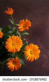Calendula officinalis flowers isolated on brown background.