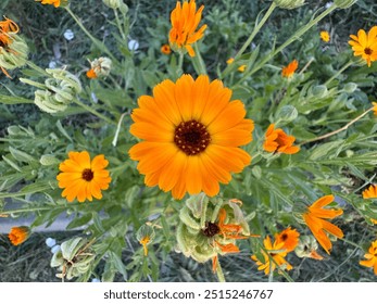 Calendula officinalis orange flower in the garden. Potted or common marigold, ruddles, Mary's gold, Scottish marigold, daisy family Asteraceae. Close-up detailed shot, selective focus. - Powered by Shutterstock