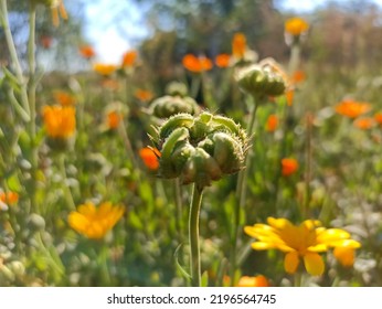 Calendula Officinalis, The Pot Marigold, Ruddles, Common Marigold Or Scotch Marigold. Desktop Background. Medical Herb Close Up 