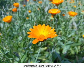 Calendula Officinalis, The Pot Marigold, Ruddles, Common Marigold Or Scotch Marigold. Desktop Background. Medical Herb Close Up 