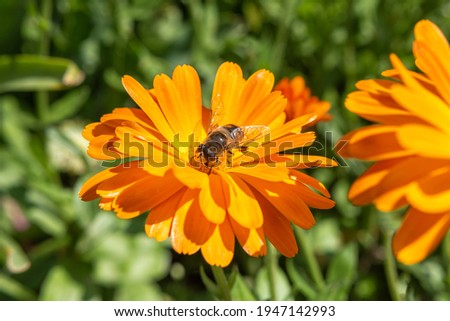Calendula officinalis, the pot marigold, ruddles or common marigold and a bee on a greenery background at springtime. Bright orange short-lived aromatic herbaceous perennial. Close up. Selective focus