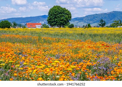 Calendula orange Flowers in summer meadow. Environmental German project for saving bee and insect. Planted glade with yellow marigold flowers. 