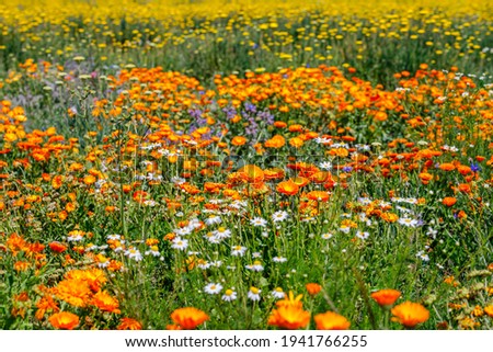 Calendula orange Flowers in summer meadow. Environmental German project for saving bees and insects. Planted glade with yellow marigold flowers. 