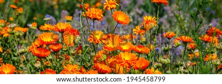 Calendula orange Flowers in summer meadow. Planted glade with marigold flowers for Natural medicine. Banner. 