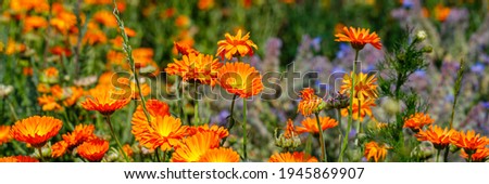 Calendula orange Flowers in summer meadow. Environmental German project for saving bee and insect. Planted glade with marigold flowers. Banner. 