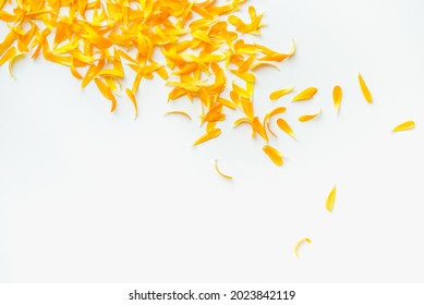 Calendula petals on a white background. Orange petals on a white background. Colored background. 