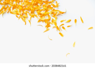 Calendula petals on a white background. Orange petals. Colored background. Bright texture. 