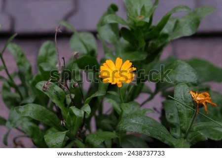 The calendula plant is orange in color and is also called orange daffodil. The plant, which is a species belonging to the daisy family, can grow in almost every region where temperate climate prevails