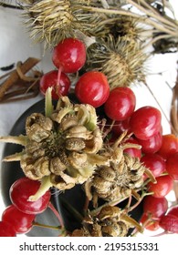 Calendula Seeds And Viburnum Berries