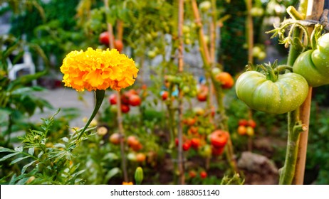 Calendula or Tagetes in permaculture. Garden with tomatoes and calendulas. Compatible plants. Natural insecticide. Yellow flower. Sunny day.
