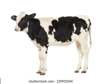 Calf, 8 months old, in front of white background