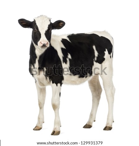 Calf, 8 months old, looking at the camera in front of white background