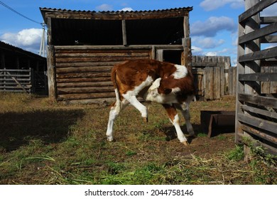 Calf  Baby Cow Portrait With Pink Nose White And Red Fur Grooming Himself 