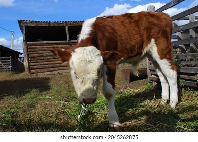 Calf Baby Cow Portrait With Pink Nose White And Red Fur Curiously Looking At The Camera In Daylight Standing Near Farm Fence