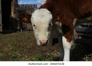 Calf Baby Cow Portrait With Pink Nose White And Red Fur Curiously Looking At The Camera In Daylight Standing Near Farm Fence