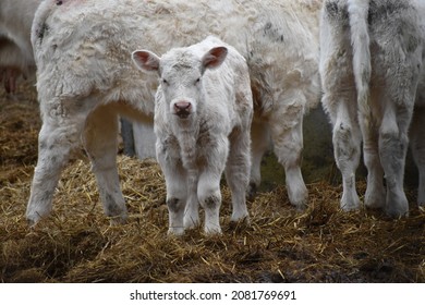 Calf Baby Cow Winter UK