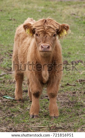 Similar – Young cattle Cattle Calf