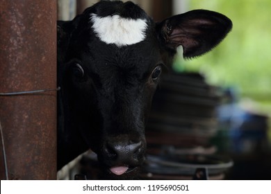 Calf Care Dairy Farm Management Calf ภาพสต็อก 1195690501 | Shutterstock