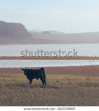 Calf in coastal foggy marsh against sandy cliffs at Point Reyes National Seashore, California