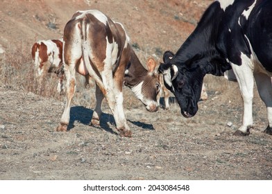 Calf And Cow Butting Heads