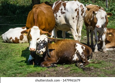 Calf And Cow Cuddling On Meadow Grassland At Postalm In Austria