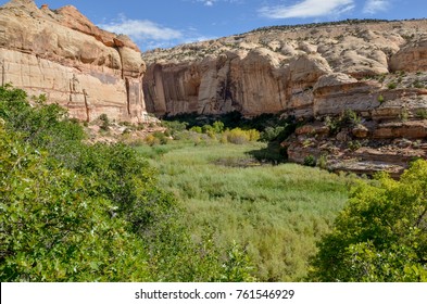 Calf Creek Canyon overgrown with green grass and sagebrush
Grand Staircase - Escalante National Monument, Garfield county, Utah