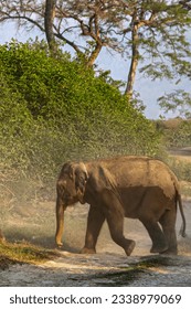 A Calf crossing the path