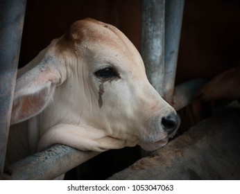 Calf cry before being killed at the slaughterhouse
