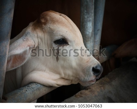 Calf cry before being killed at the slaughterhouse