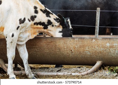 173 Cow drinking fountain Images, Stock Photos & Vectors | Shutterstock