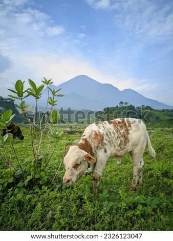 a calf eating grass on a large field with a mountain in the background.