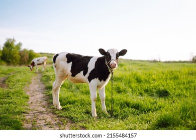 Calf eating green grass at sunset. Farm baby animal.