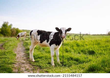 Calf eating green grass at sunset. Farm baby animal.