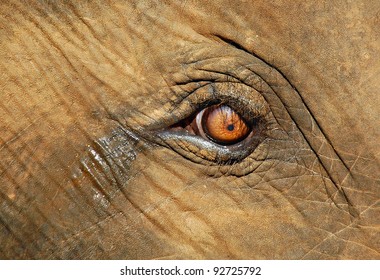 Calf elephant's crying eye after separation with mother in Pinnawela elephant orphanage in Sri Lanka
