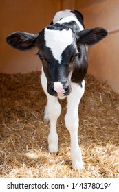 Calf in a farm with hay
