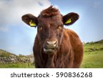 Calf in field