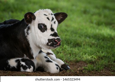 Baby Farm Animals Beef Images Stock Photos Vectors Shutterstock