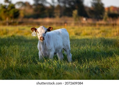 Calf In A Field On A Warm Summer Night