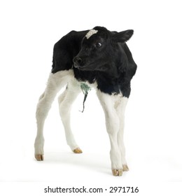 43,536 Calf isolated Images, Stock Photos & Vectors | Shutterstock