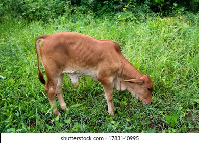The Calf Is Grazing. Skinny Cow.