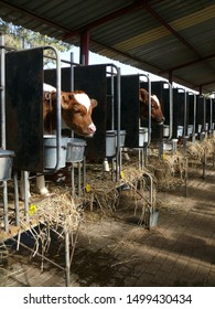 Calf Housing Calves On Farm South Stock Photo 1499430434 | Shutterstock