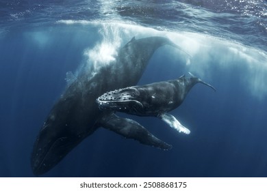 Calf of Humpback whale with the mother. Close encounter with whales in water. Marine life on open sea. 