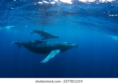 Calf of humpback whale near its mother. Snorkeling with the whales. Playful whale under the surface. Marine life in Indian ocean.  - Powered by Shutterstock