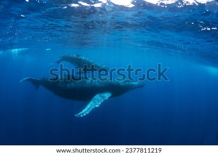 Calf of humpback whale near its mother. Snorkeling with the whales. Playful whale under the surface. Marine life in Indian ocean. 