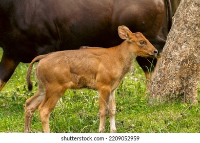 Calf Of The Indian Gaur