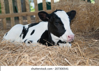 Calf laying down in straw Dairy Farm Cow Pennsylvania Holstein Cute Baby Animal