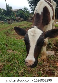 A Calf Living In A Flower Farm In Kenya