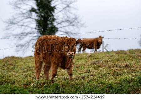 calf looking at camera while trying to get out of the fence