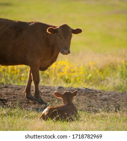 Calf Lying Down With Mother Cow Behind Watching Over On Cattle Ranch Or Farm In Montana 