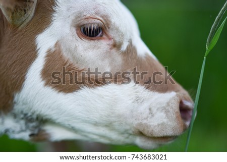 Calf in nature. Close up photo